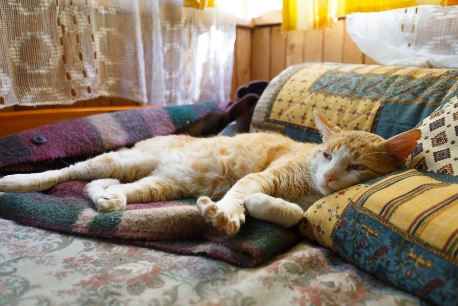 Кот на диване
