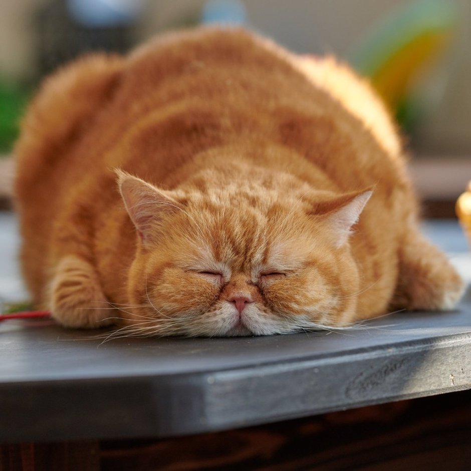 Ленивый кот