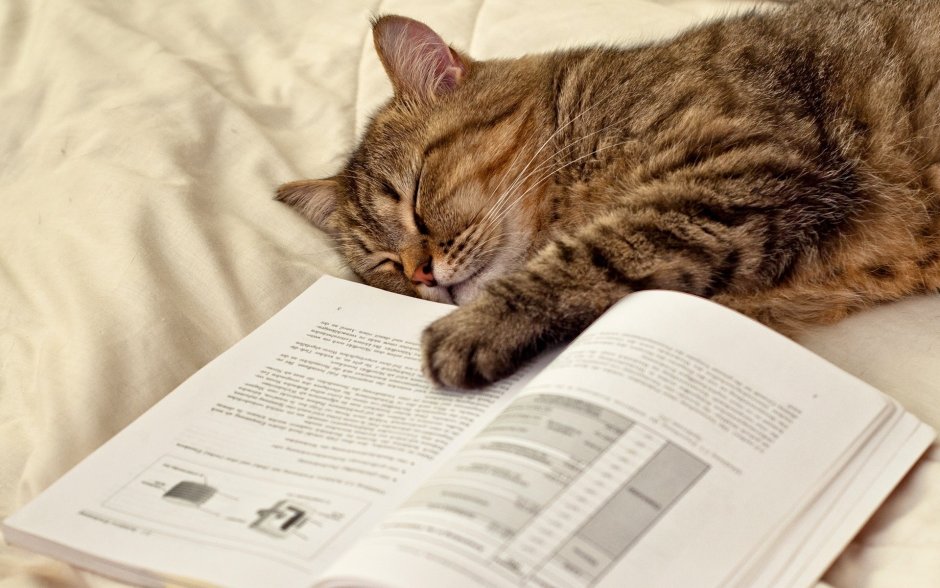 Книги про кошек