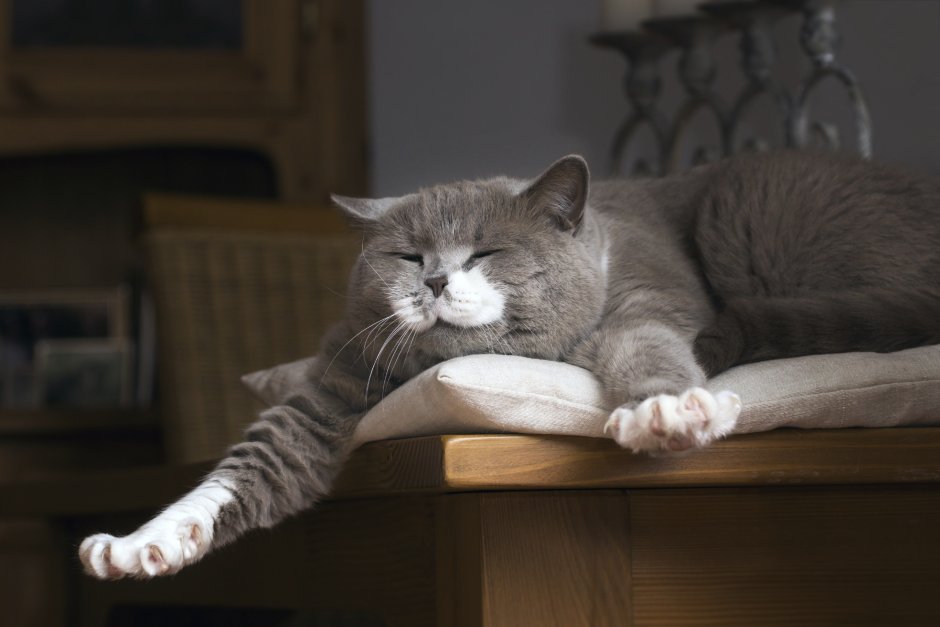Кот потягивается