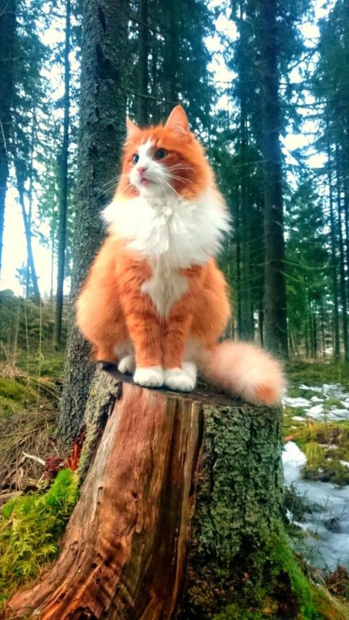 Кот в лесу