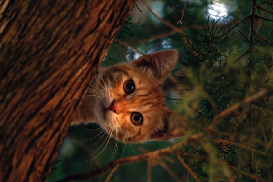 Котенок в лесу