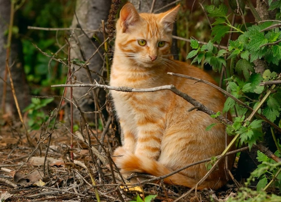 Рыжий кот в лесу