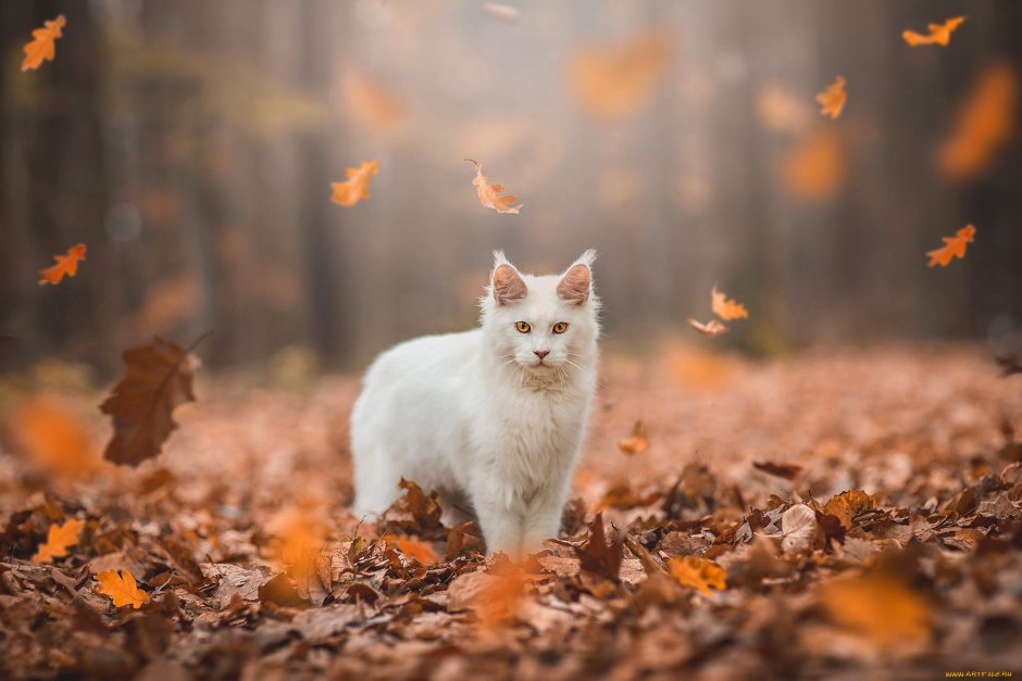 Кошечка в осеннем лесу