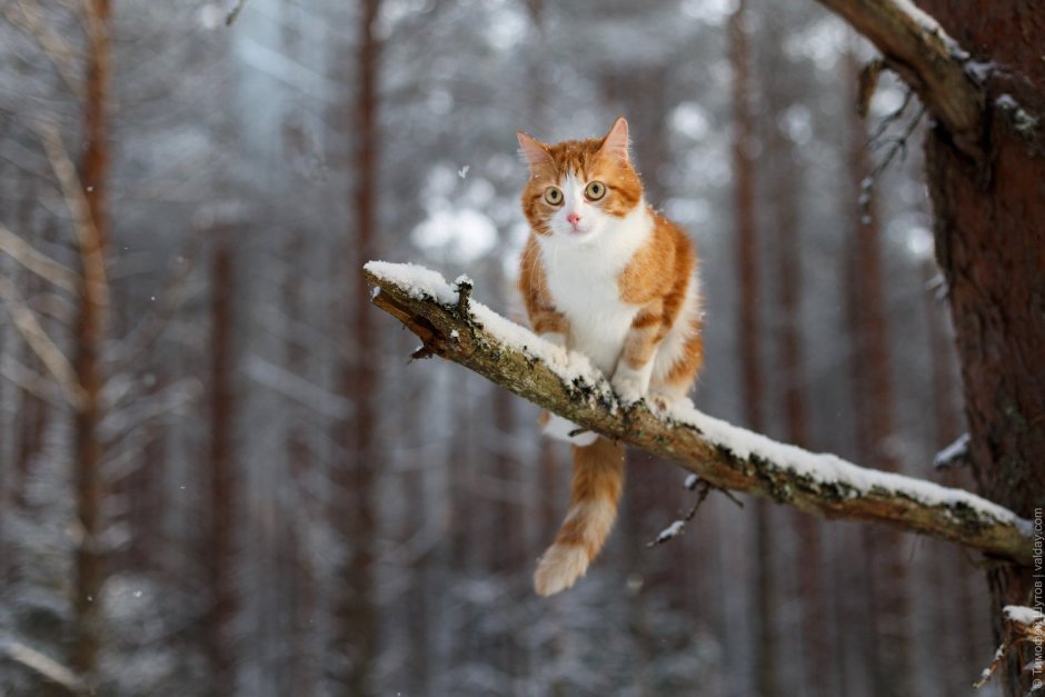 Кошки в зимнем лесу