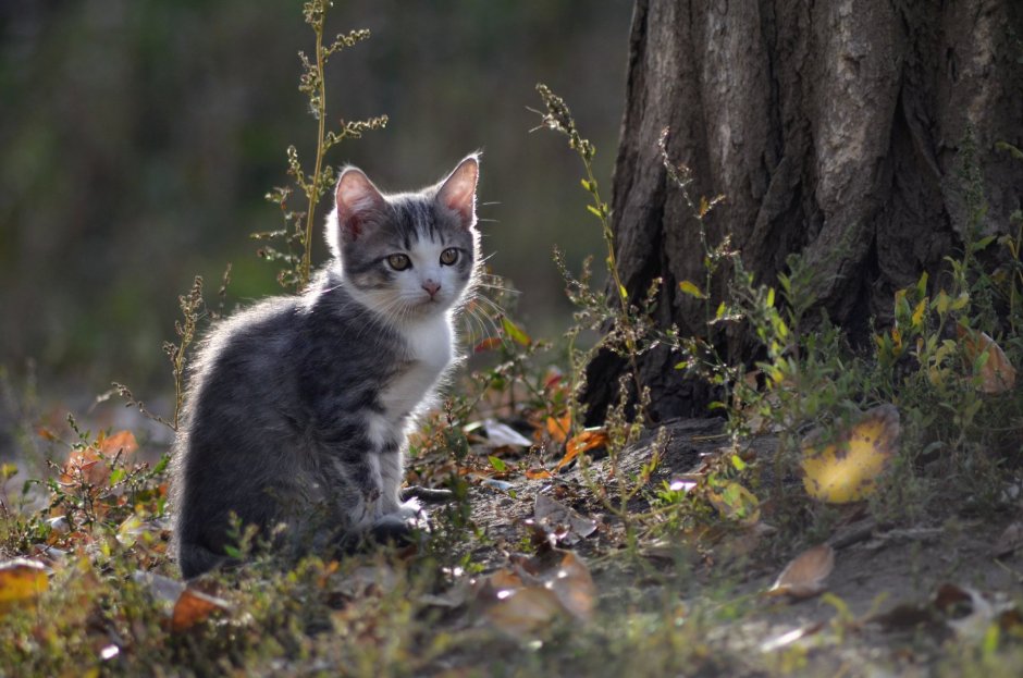 Кошка на природе