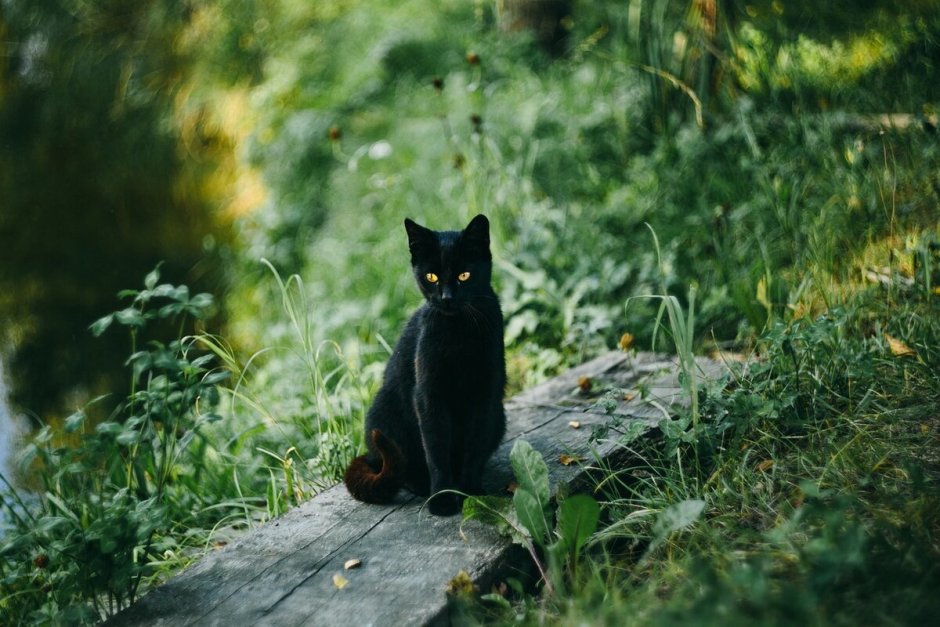 Черный кот на природе