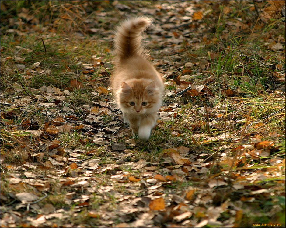 Осенний рыжий кот