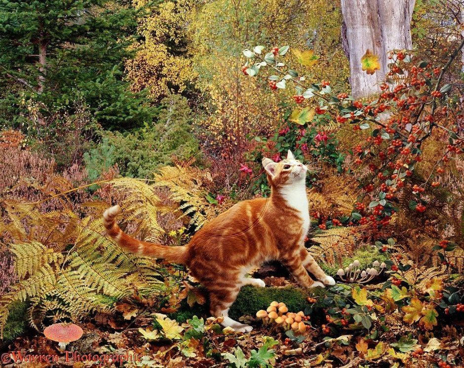 Красивая кошка в лесу