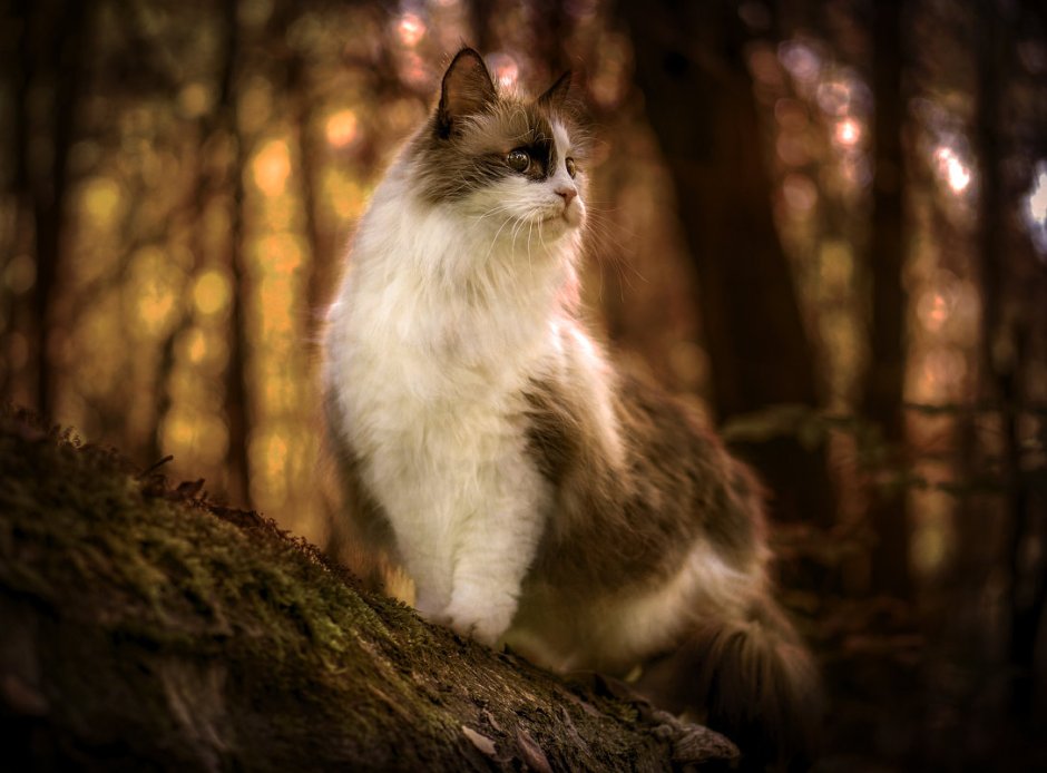 Кошка в лесу