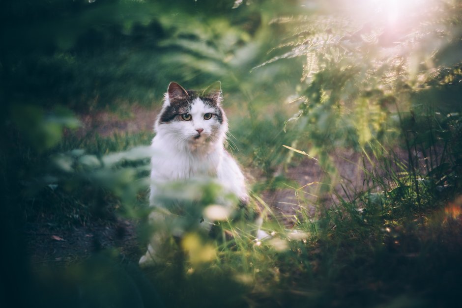 Коты в лесу