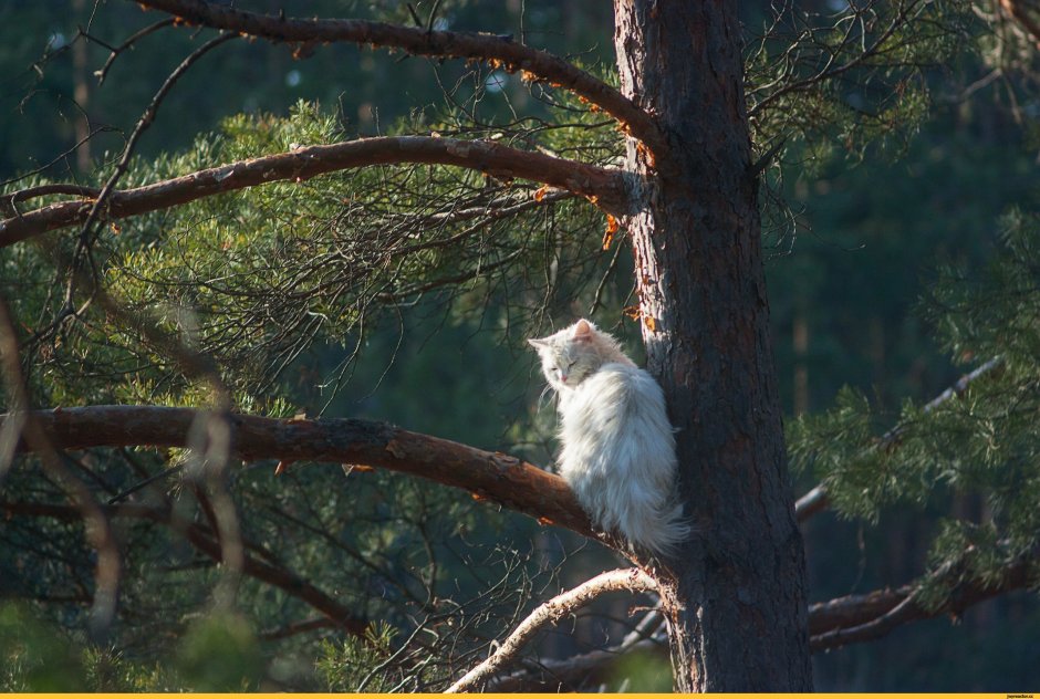 Лесной кот