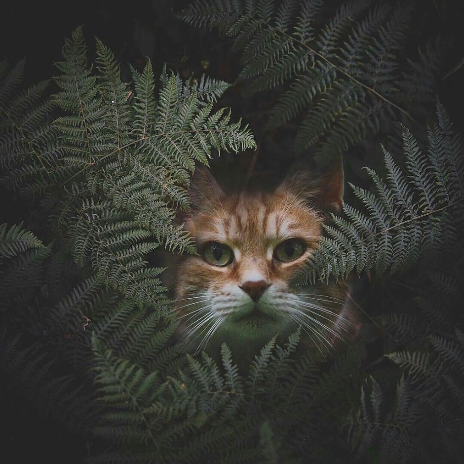 Эстетика котов в лесу