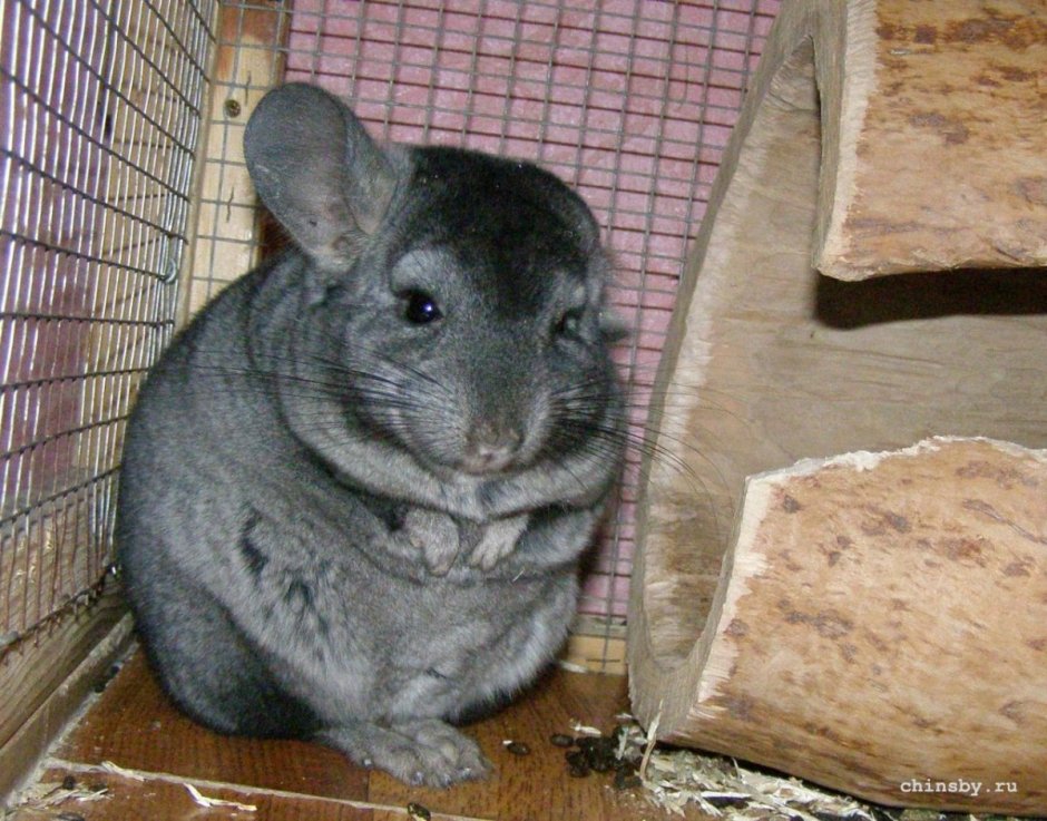 Шиншилла средний эбони