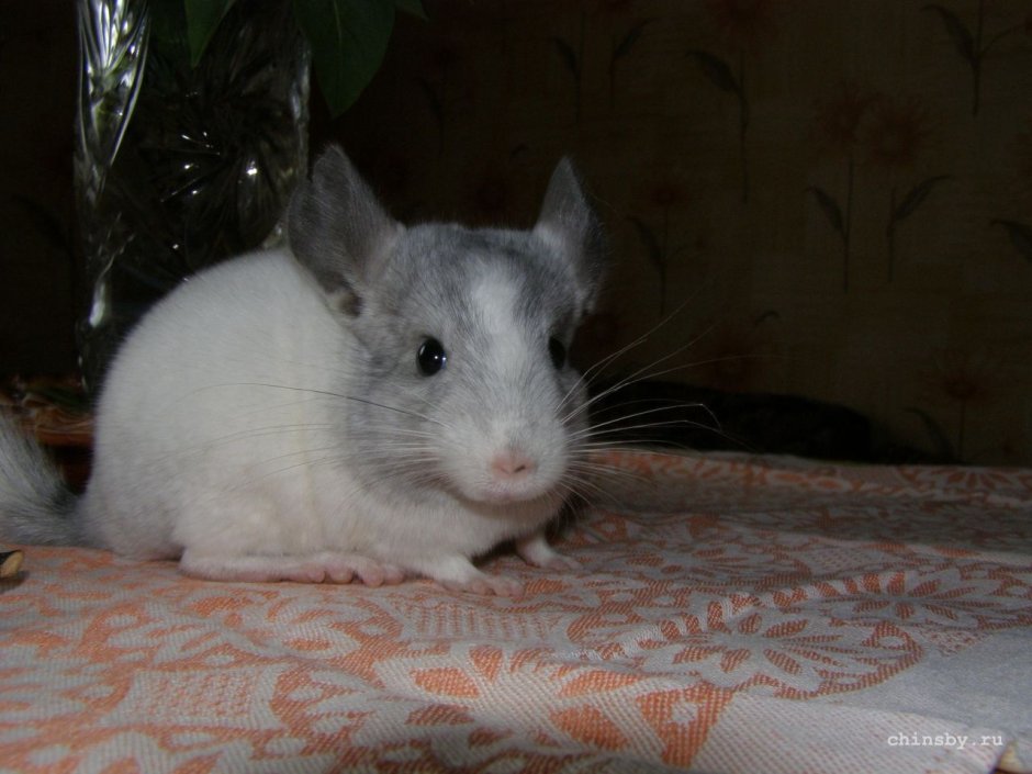 Шиншилла черный эбони