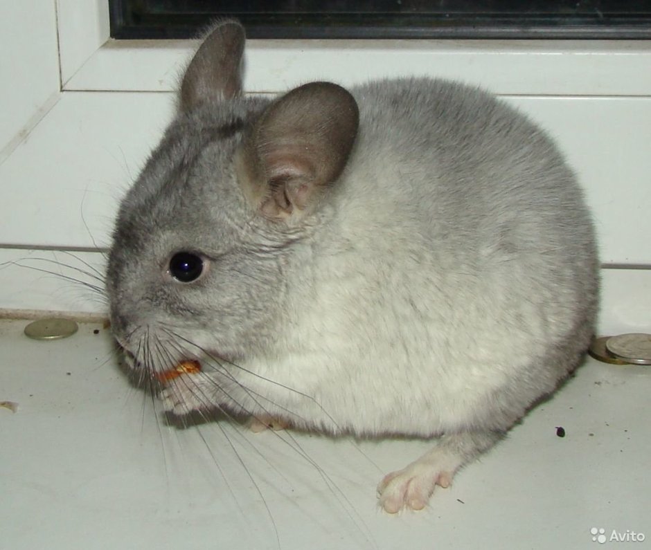 Шиншилла белый эбони
