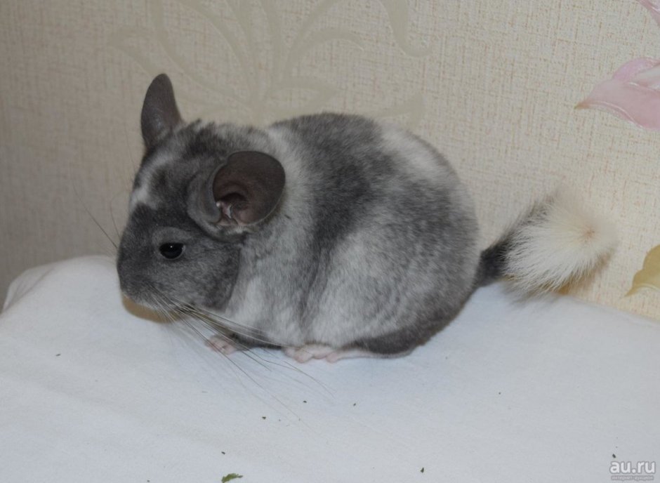 Шиншилла белый эбони