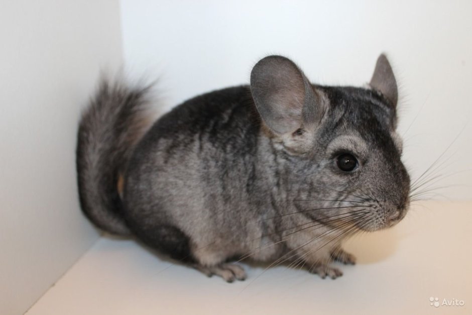 Шиншилла средний эбони