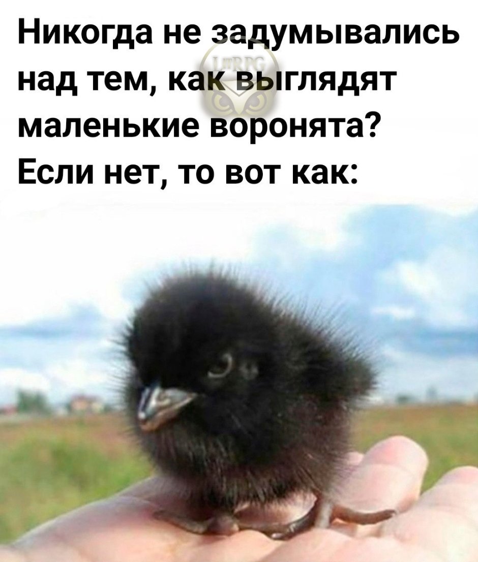 Московская чёрная порода цыплята