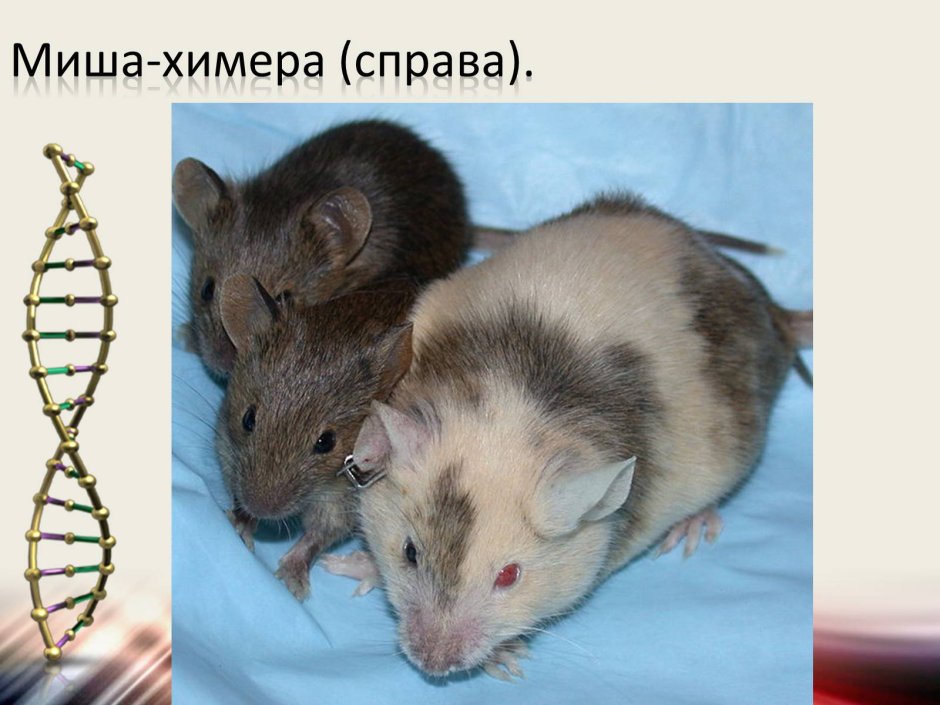 Химерные организмы мыши