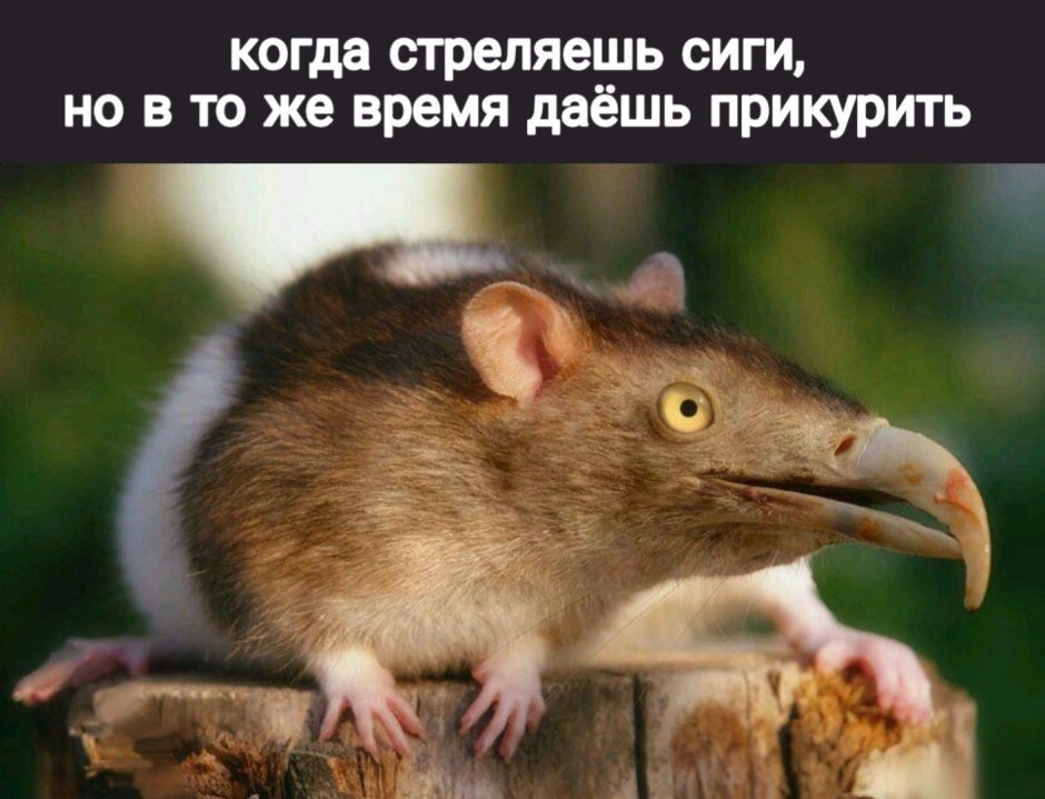 Крыса гибрид