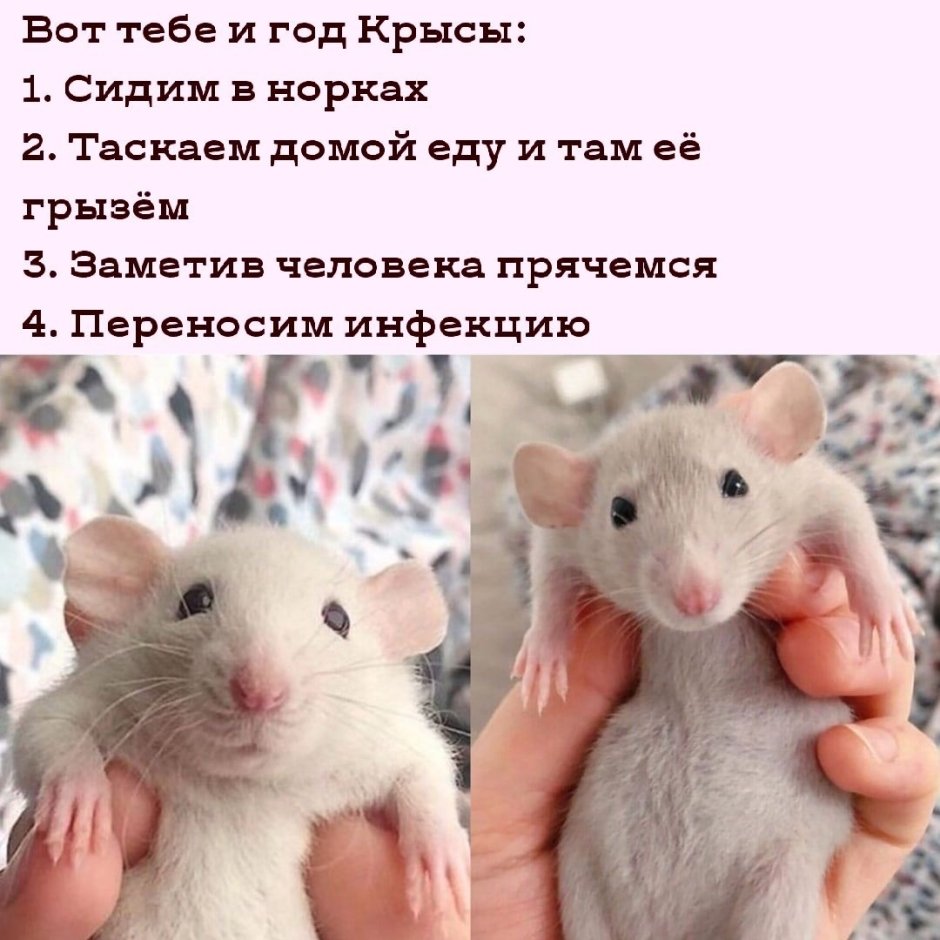 Гибрид мыши и крысы