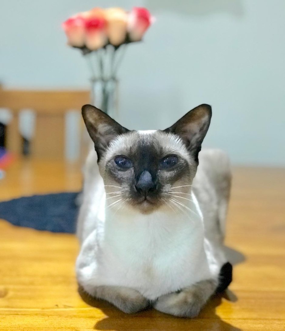 Порода кошек Меконгский бобтейл