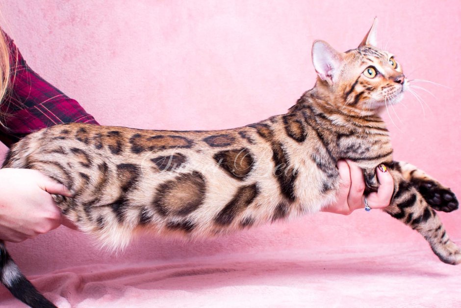 Королевская Ашера