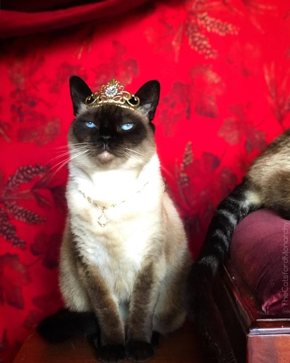 Кот на королевском диване