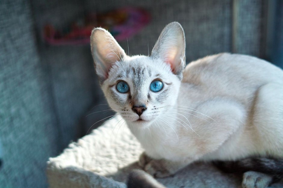 Британская шиншилла Уоби