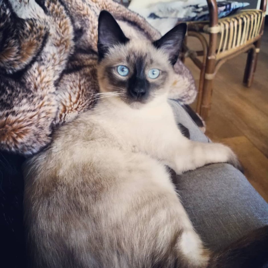 Мейн-куны белый порода