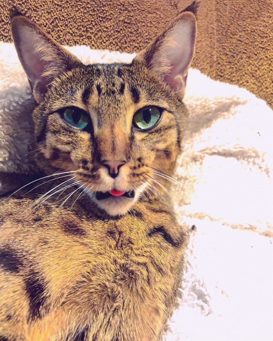 Кошка породы сервал