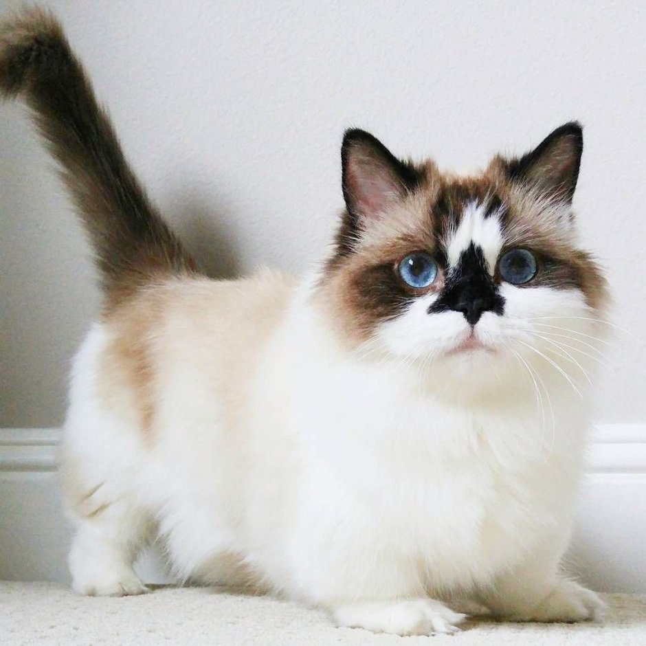 Сиамская кошка Эстетика