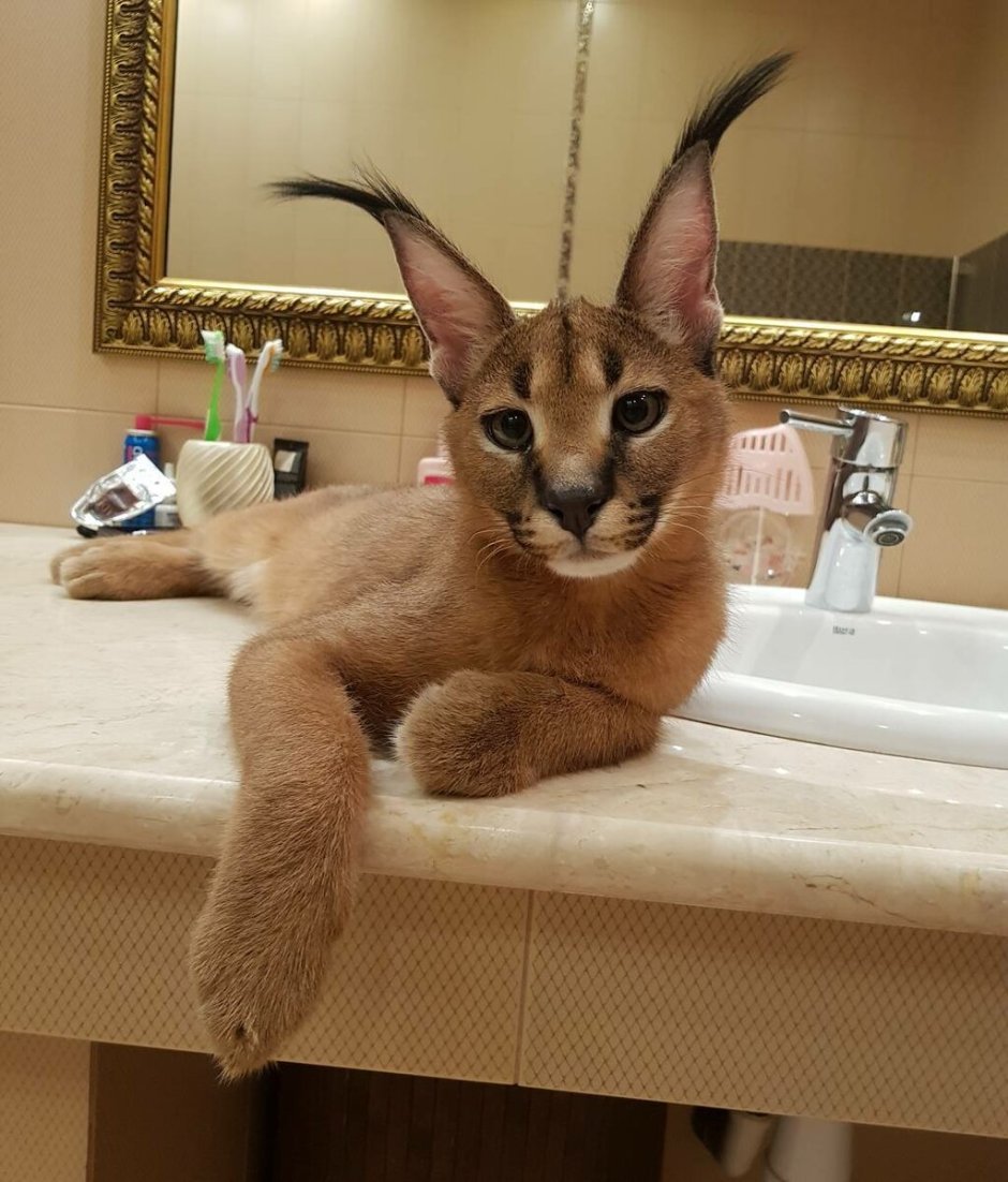 Саванна Ашера котенок