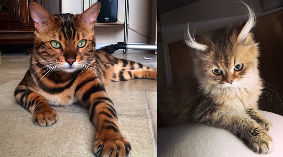 Сфинкс кошка