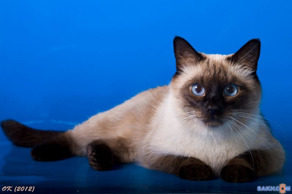 Манчкин кошка короткошерстная