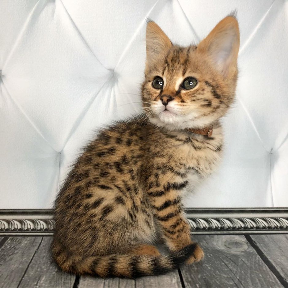 Сервал кошка Ашера