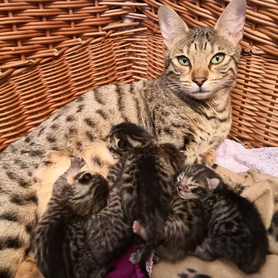 Бенгал ф1 кошка