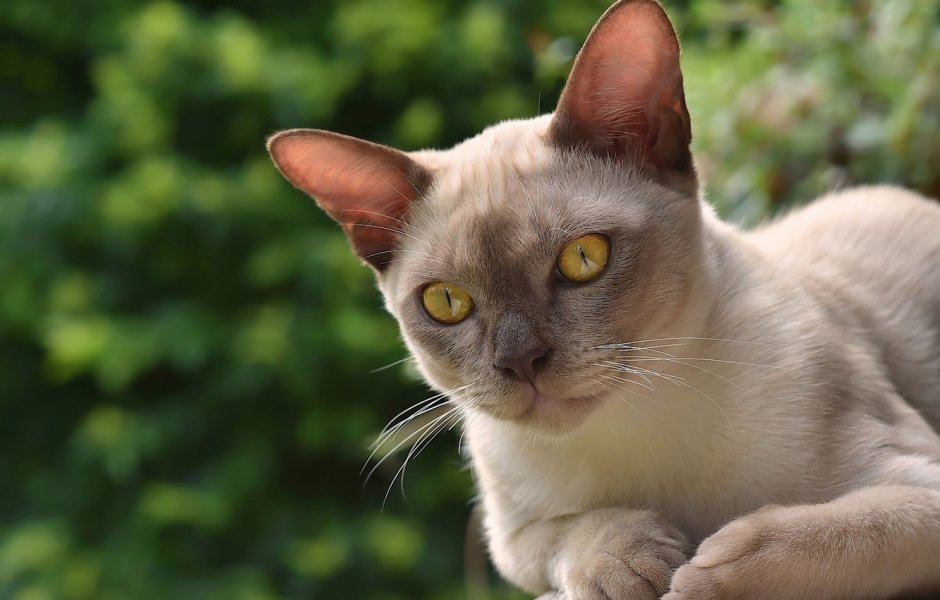Бурманская короткошерстная кошка
