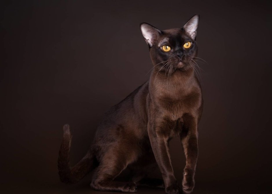 Европейская Бурманская кошка