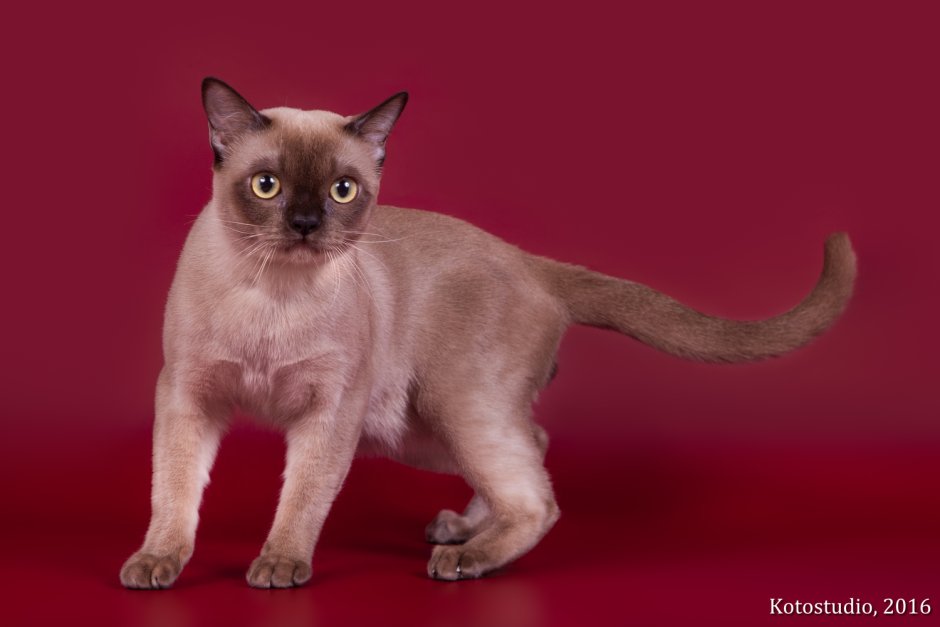 Европейская Бурманская кошка