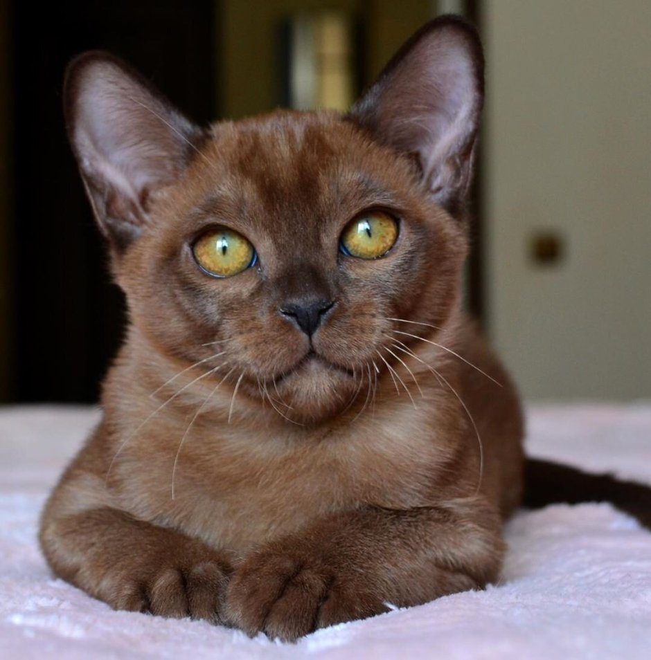 Европейская Бурманская кошка