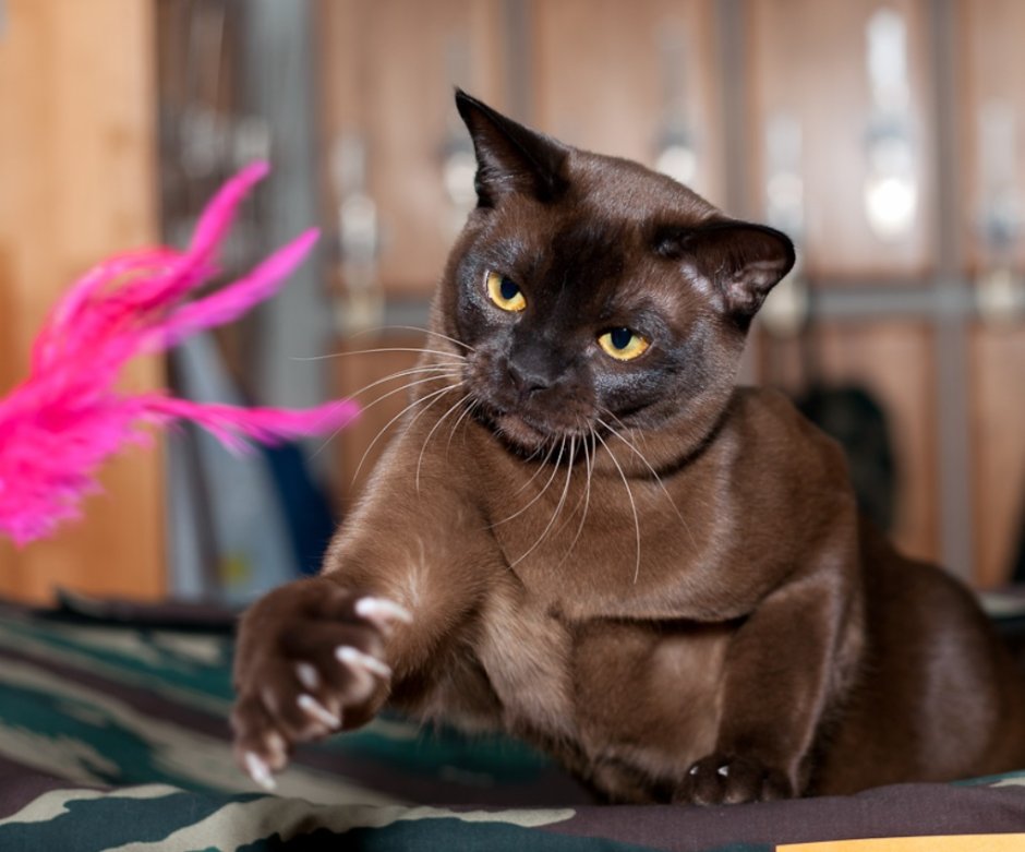 Cat in Video chat