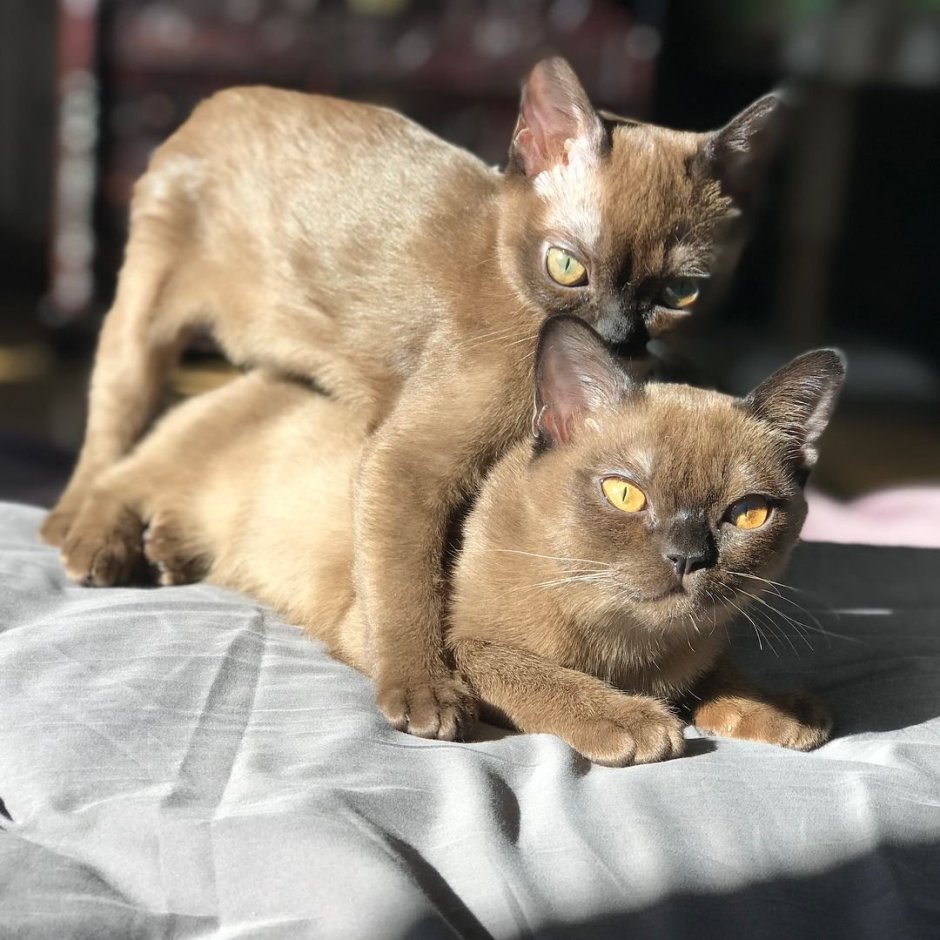 Бурманская кошка