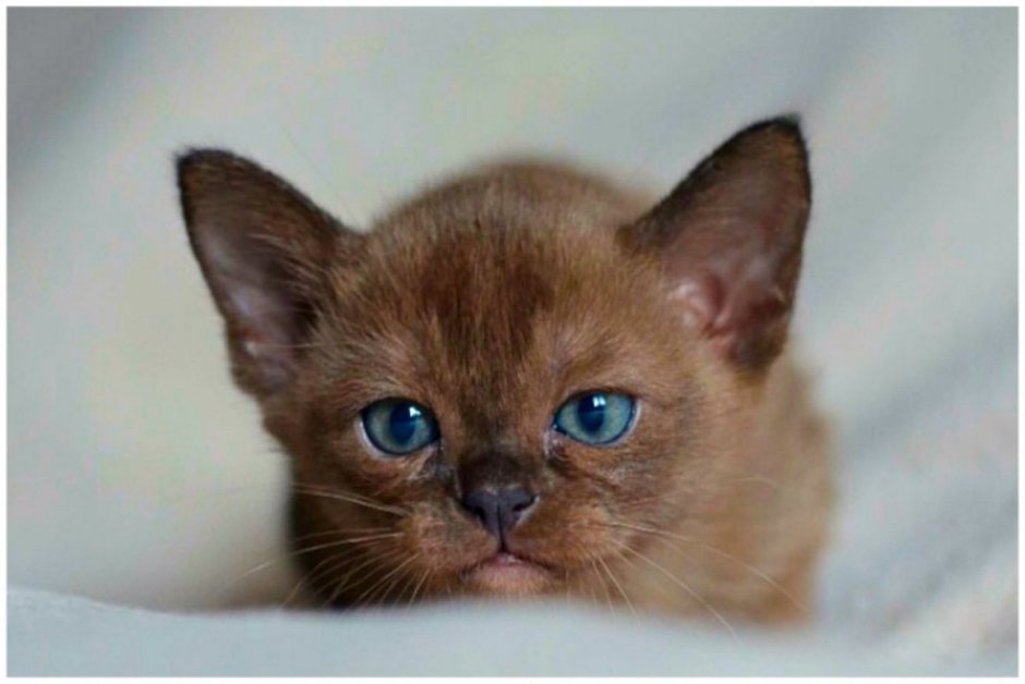 Коричневый фон коты