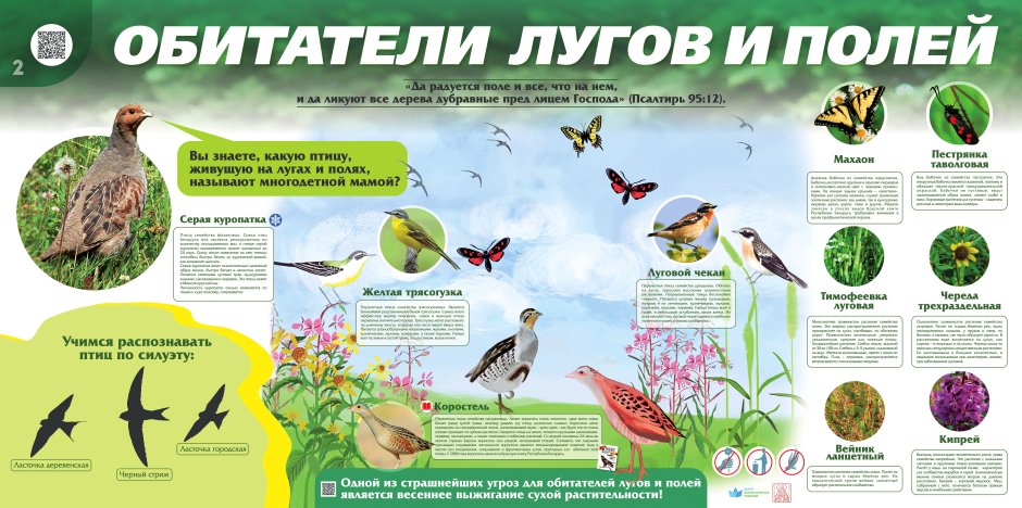 Обитатели лугов