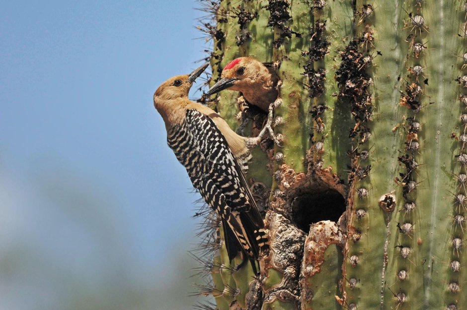 Melanerpes uropygialis