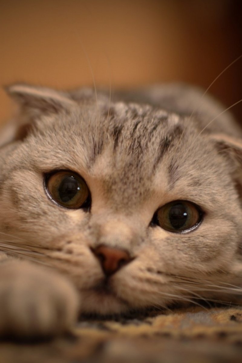 Котенок с карими глазами