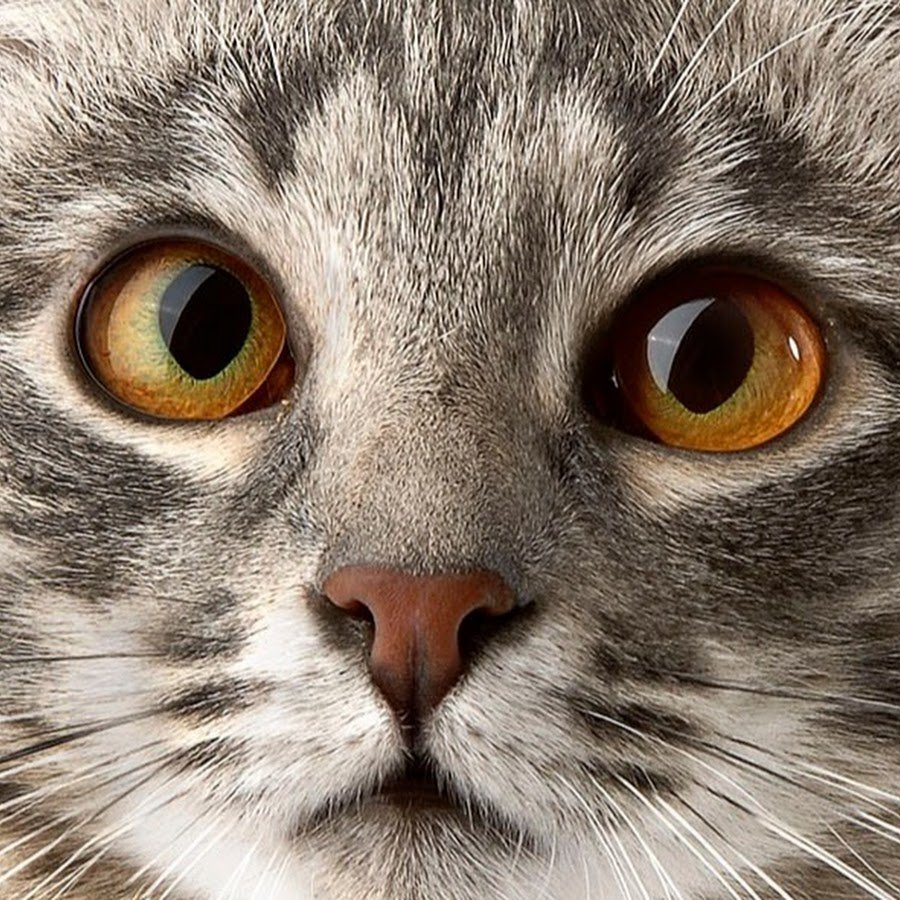 Серый кот с карими глазами