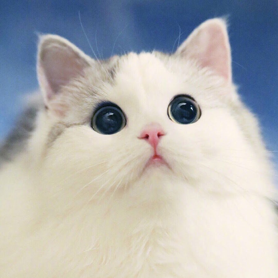 Милый белый котик